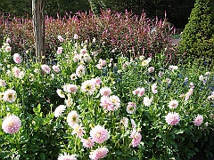 181 Longwood Gardens [2008 August 23]